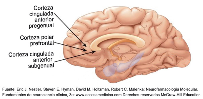 corteza cingulada anterior
